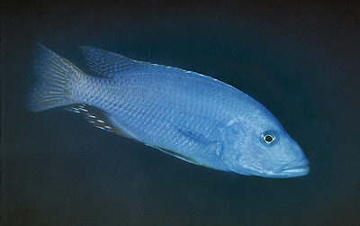 Tyrannochromis nigriventer 'Chimwalani Reef'